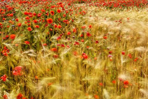 Summer wind in the barley field by Ralf Lehmann