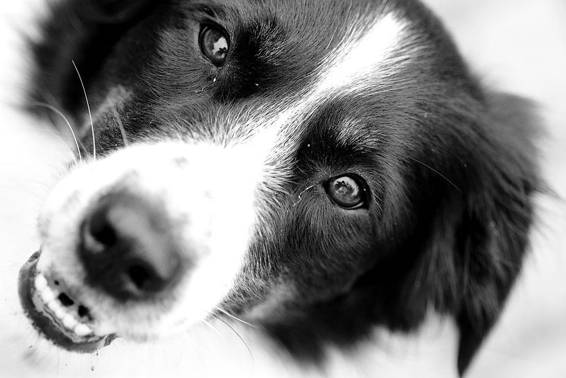 Border Collie Black White Connection focus reflection by Romy Smink