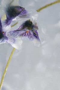 Australisches Veilchen in Eis 1