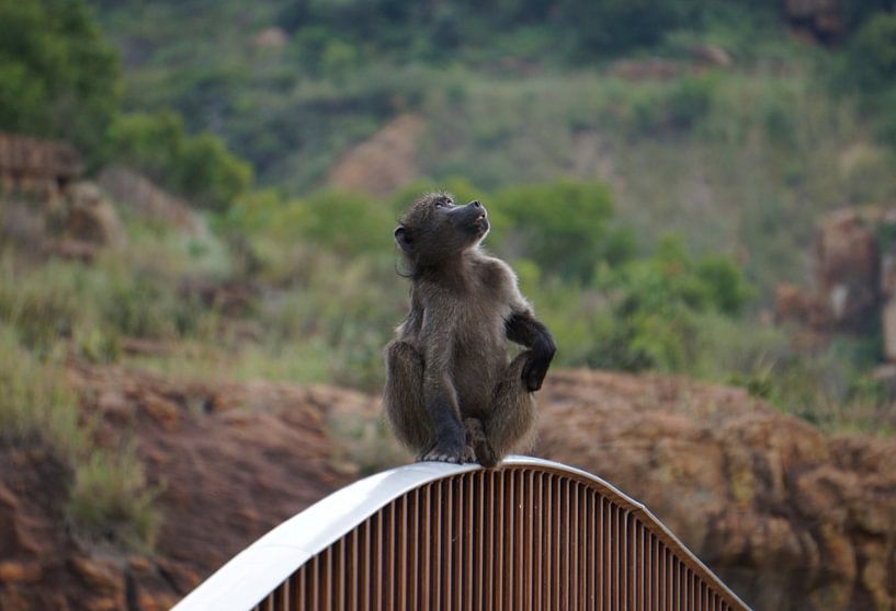 Bourke Luck Baboon by Minca de Jong