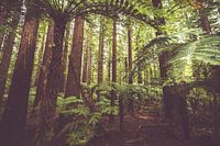 Red Wood Forest, New Zealand