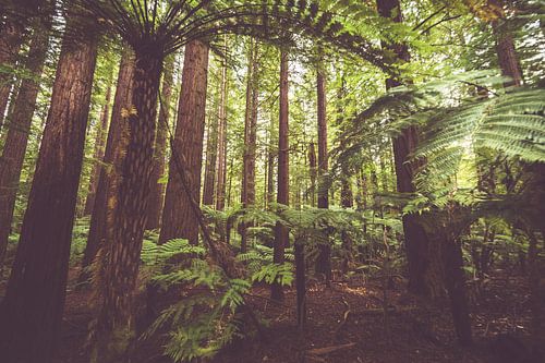 Mahonie Bos Nieuw Zeeland