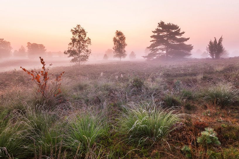 Morgendämmerung in der Lüneburger Heide von Daniela Beyer