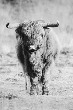 Schotse hooglander zwart-wit