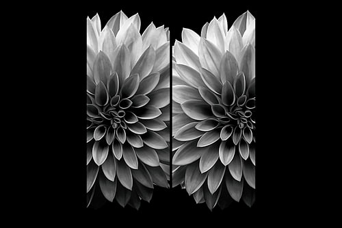 Deconstructed portrait of a dahlia X – black and white