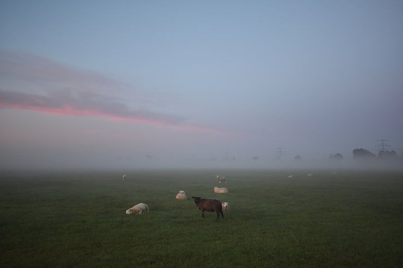 Zwarte schaap van Johanna Varner