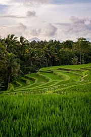 Rizière avec montagnes à Ubud | Bali sur Ellis Peeters