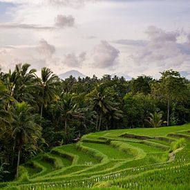 Reisfeld mit Bergen in Ubud | Bali von Ellis Peeters