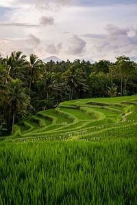 Rijstveld met bergen in Ubud | Bali van Ellis Peeters