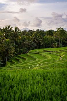 Reisfeld mit Bergen in Ubud | Bali