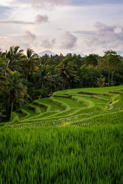 Rijstveld met bergen in Ubud | Bali van Ellis Peeters