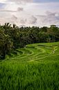 Reisfeld mit Bergen in Ubud | Bali von Ellis Peeters Miniaturansicht