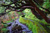 Levada met kromme bomen in Madeira