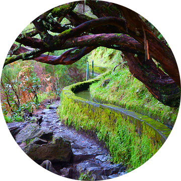 Levada met kromme bomen in Madeira van Michel van Kooten