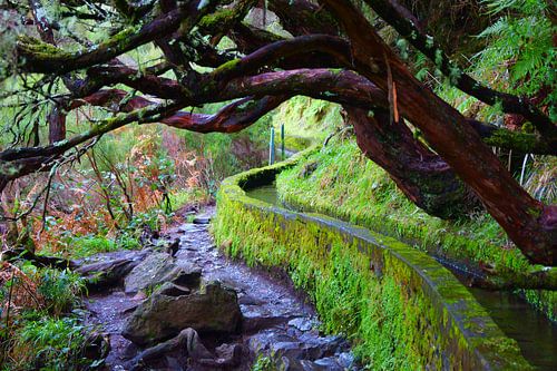 Levada mit krummen Bäumen auf Madeira von Michel van Kooten