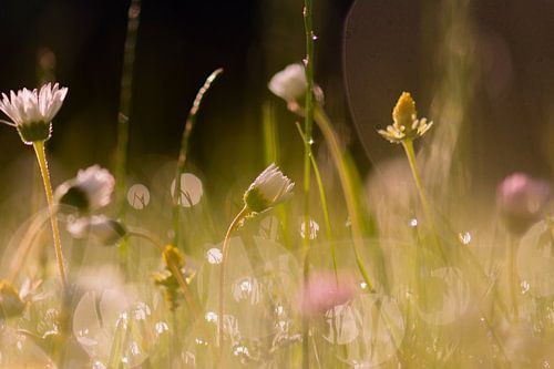 Sommergras von Tania Perneel
