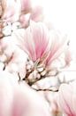 Magnolia by Melissa Peltenburg thumbnail