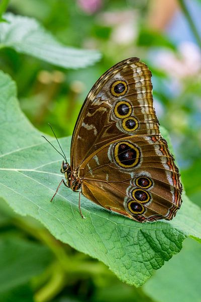 Butterfly with eyes by Joost Potma