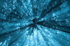 Transluzentes Blau von LANETfotografie