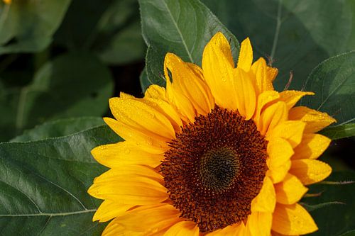 Sunflower after rain