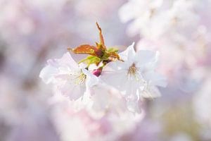 Lente Bloesem