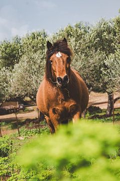 Bruin paard in de olijfgaard van Michelle Tober