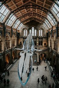 Whale (Walvis Skelet) - London van Jordy Brada