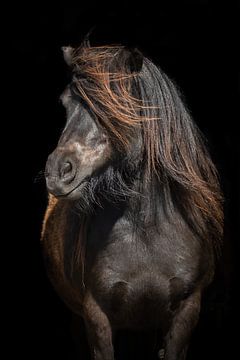 Jill von Eilandkarakters Ameland