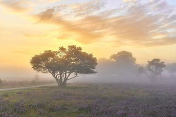 Zonsopkomst op de paarse hei van Ad Jekel