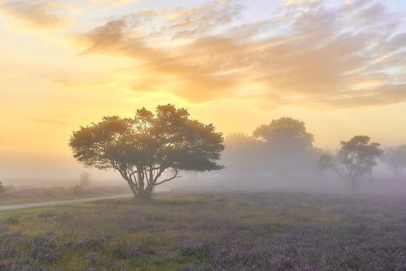 Sonnenaufgang auf der violetten Heide von Ad Jekel