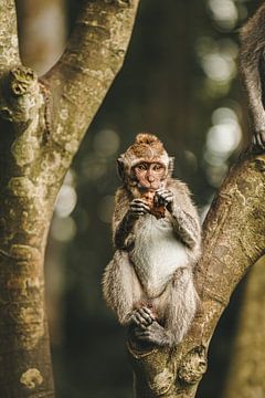 Sortir de la manche du singe sur Annick Kalff