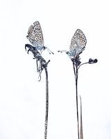 butterflies