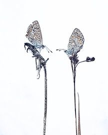 vlinders van Jan Linskens