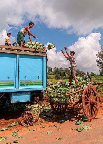 Pindaya Township: Oogsttijd in Konbaw
