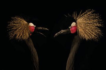 In the dark series Tropical Birds van Lynlabiephotography