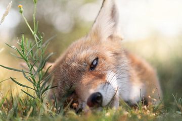 Slaperige vos in het gras met zacht bokeh achtergrond van Jolanda Aalbers