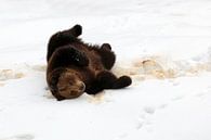 Bruine beer in de sneeuw van Antwan Janssen thumbnail