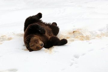 Brown bear in the snow by Antwan Janssen