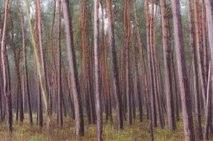 arbres abstraits partie 1 sur Tania Perneel