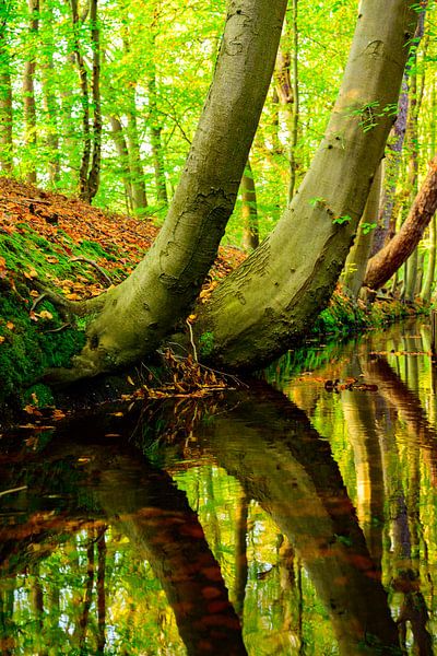 Herbstlicher Waldbach an der Veluwe von Sjoerd van der Wal Fotografie