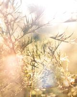 flood of light