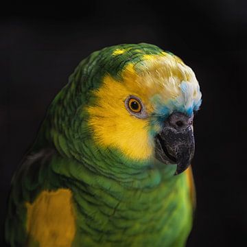 Portret van een blauw-front amazone van Angelika Beuck