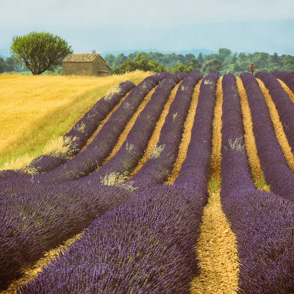 Vincent est à la maison par Lars van de Goor