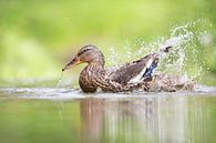 Erpel, Ente, Duck, Eend, Quak von Marjolein van der Mey Miniaturansicht