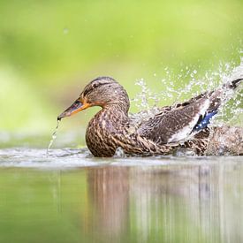 Erpel, Ente, Duck, Eend, Quak von Marjolein van der Mey