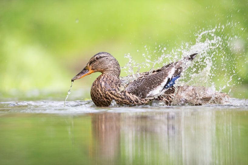 Erpel, Ente, Duck, Eend, Quak von Marjolein van der Mey