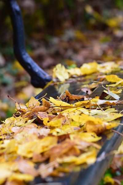 Herfstmoment van Ingrid de Vos - Boom