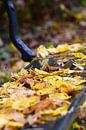 Herfstmoment van Ingrid de Vos - Boom thumbnail