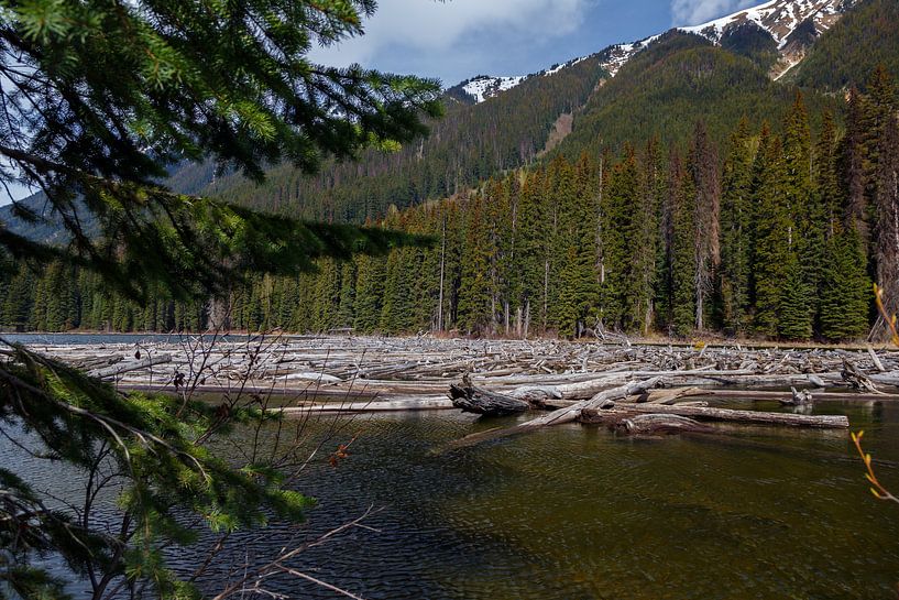 Drijfhout in een rivier in Canada van Menno Schaefer