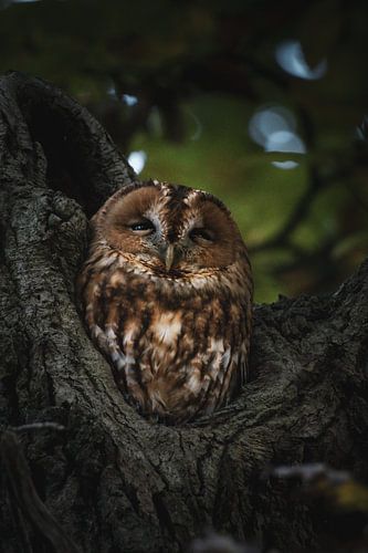 Tawny owl perched in a tree #1